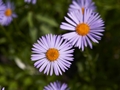 Aster tongolensis Aster tongolski